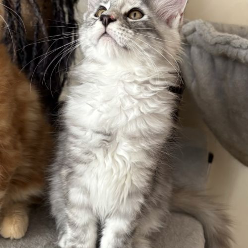 Magnifiques chatons maine coon à vendre