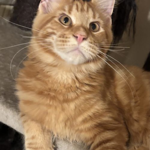 Magnifiques chatons maine coon à vendre #3