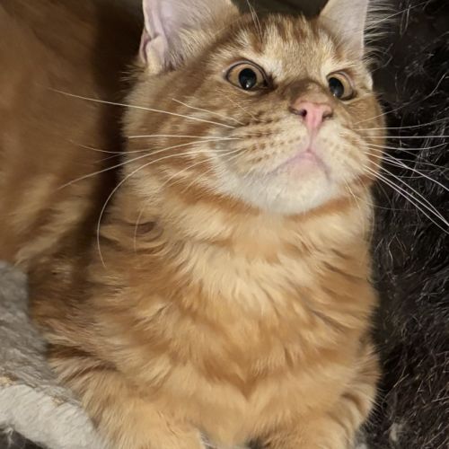 Magnifiques chatons maine coon à vendre