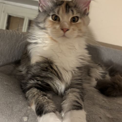 Magnifiques chatons maine coon à vendre #6