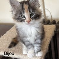 Magnifiques chatons maine coon à vendre #1