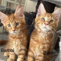 Magnifiques chatons maine coon à vendre #2