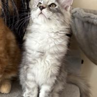 Magnifiques chatons maine coon à vendre