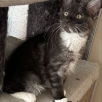 Magnifiques chatons maine coon à vendre #4