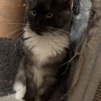 Magnifiques chatons maine coon à vendre #5