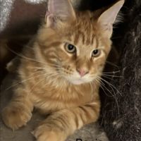Magnifiques chatons maine coon à vendre #7