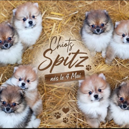 Magnifique chiot spitz male  bicolore