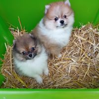 Magnifique chiot spitz male  bicolore #1