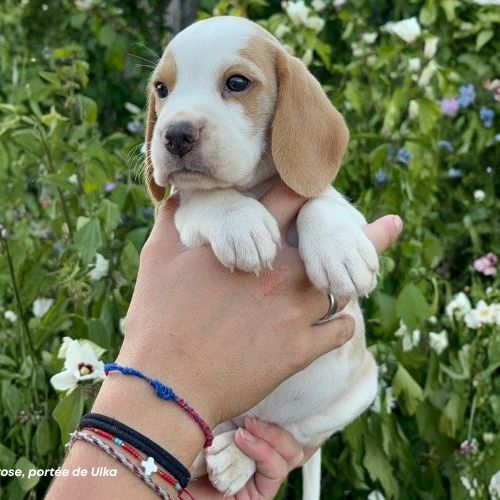Femelle beagle bicolore lof - 2 mois