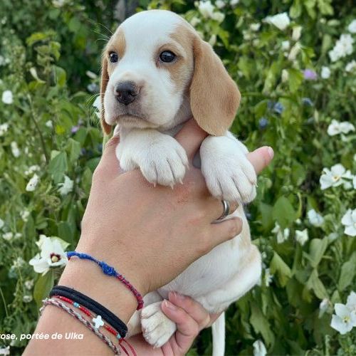 Femelle beagle bicolore lof - 2 mois #2