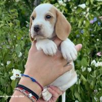 Femelle beagle bicolore lof - 2 mois #0