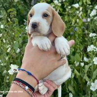 Femelle beagle bicolore lof - 2 mois #2