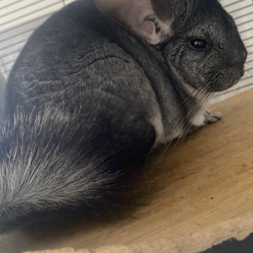 Chinchilla à vendre #1