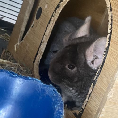 Chinchilla à vendre