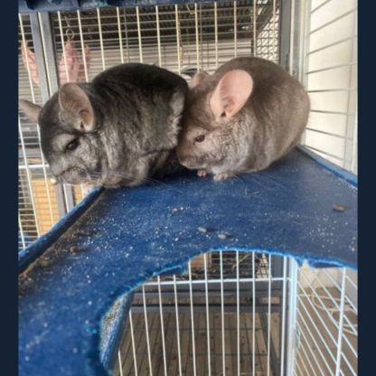Chinchilla à vendre #3