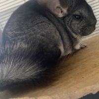 Chinchilla à vendre #1