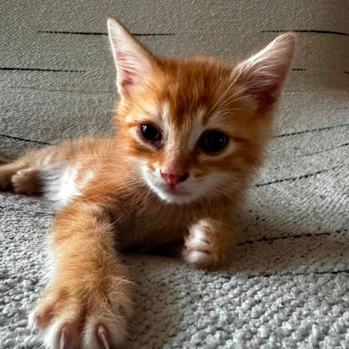 Tahiti, un chaton très équilibré