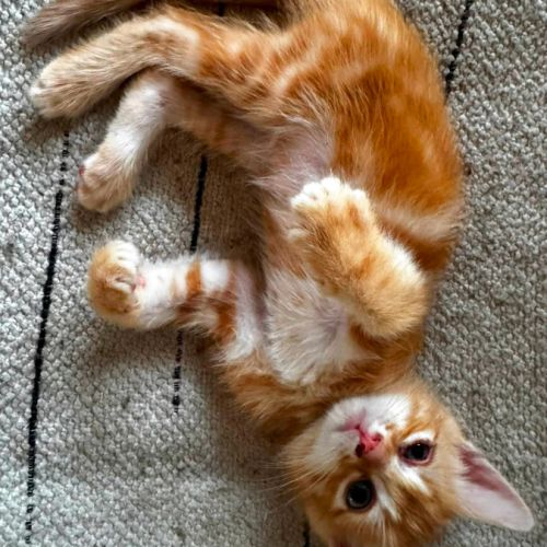 Tahiti, un chaton très équilibré #3