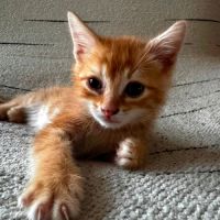 Tahiti, un chaton très équilibré