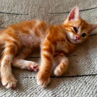 Tahiti, un chaton très équilibré #2