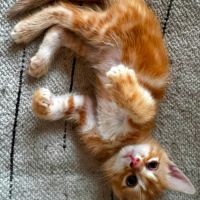 Tahiti, un chaton très équilibré #3