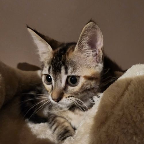 Bianca, jolie minette a l'adoption
