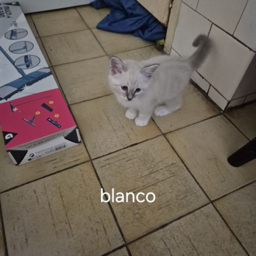 Chaton sacrée de birmanie #3