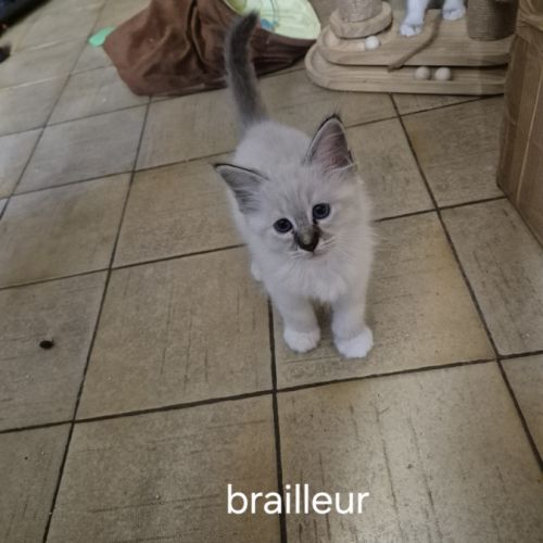 Chaton sacrée de birmanie #4