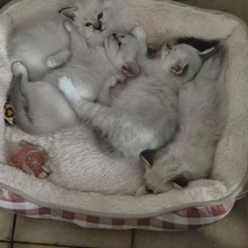 Chaton sacrée de birmanie