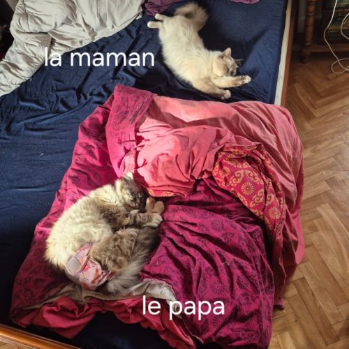 Chaton sacrée de birmanie #7