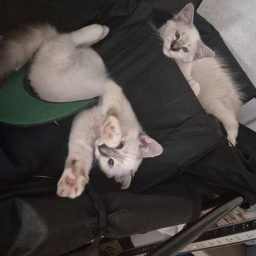 Chaton sacrée de birmanie #4
