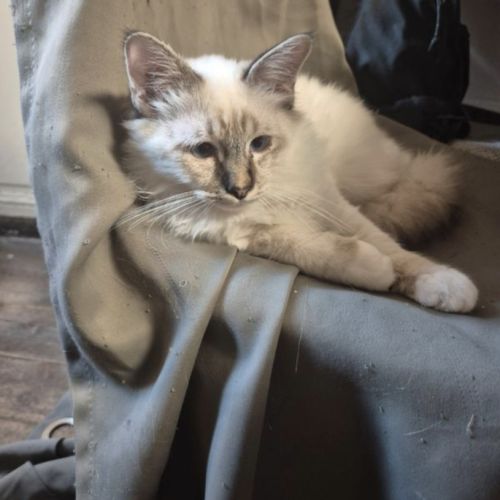 Chaton sacrée de birmanie #7