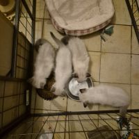 Chaton sacrée de birmanie #1