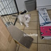 Chaton sacrée de birmanie #2