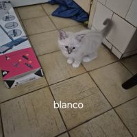 Chaton sacrée de birmanie #3