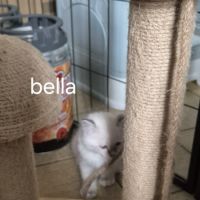 Chaton sacrée de birmanie #5