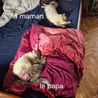 Chaton sacrée de birmanie #7