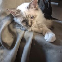 Chaton sacrée de birmanie #5