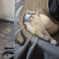 Chaton sacrée de birmanie #6