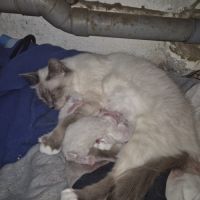 Chaton sacrée de birmanie #9