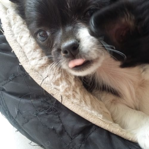 Disponible chiot chihuahua poils longs #1