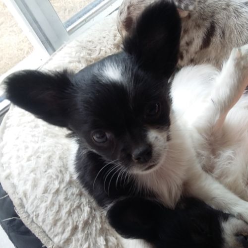 Disponible chiot chihuahua poils longs