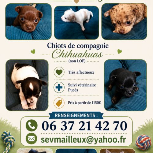 A réserver chiots chihuahua non lof