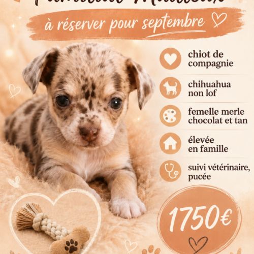 A réserver chiots chihuahua non lof