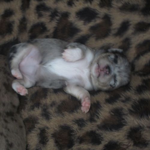 A réserver chiots de type chihuahua #0