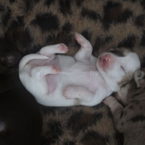 A réserver chiots de type chihuahua #2
