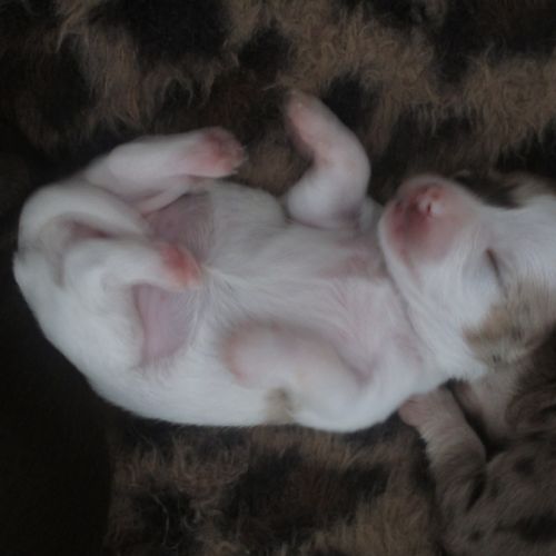 A réserver chiots de type chihuahua #3