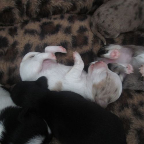 A réserver chiots de type chihuahua #7
