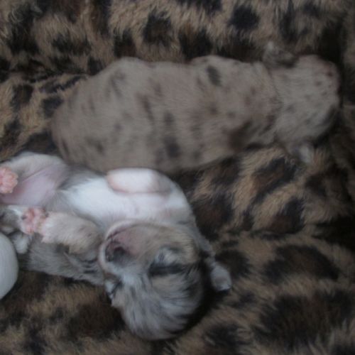 A réserver chiots de type chihuahua #8
