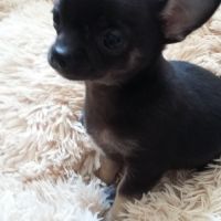 Disponibles chiots chihuahua poils longs #1